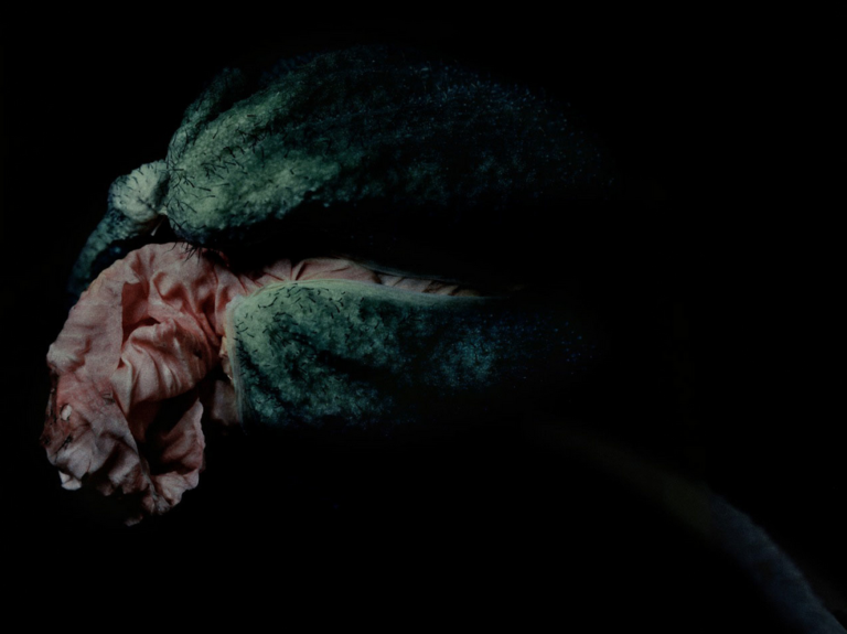 X18 Fleur #09